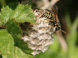 Attēlu rezultāti vaicājumam “Polistes nimpha”