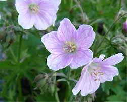 Attēlu rezultāti vaicājumam “Geranium sylvaticum flower”