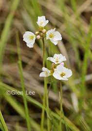 Attēlu rezultāti vaicājumam “Cardamine pratensis leaf”