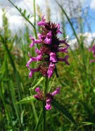 Attēlu rezultāti vaicājumam “Stachys officinalis flower”