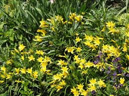 Attēlu rezultāti vaicājumam “Hemerocallis lilioasphodelus”