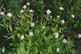 Attēlu rezultāti vaicājumam “Valerianaceae”