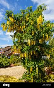 Attēlu rezultāti vaicājumam “Laburnum anagyroides flower”