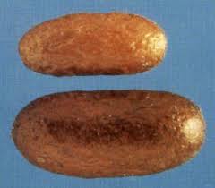 Attēlu rezultāti vaicājumam “Diprionidae cocoon”