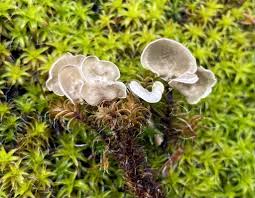 Attēlu rezultāti vaicājumam “Arrhenia retiruga”