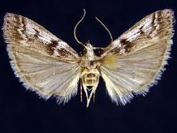 Attēlu rezultāti vaicājumam “Zophodia grossulariella”