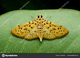 Attēlu rezultāti vaicājumam “Pseudopanthera macularia”