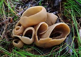 Attēlu rezultāti vaicājumam “Didymium xanthopus”