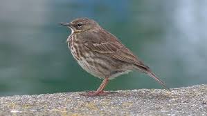 Image result for Anthus petrosus