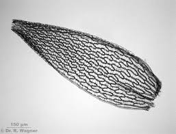 Attēlu rezultāti vaicājumam “Sphagnum russowii”