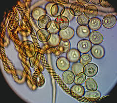 Attēlu rezultāti vaicājumam “Trichia ambigua macro”