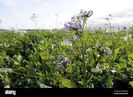 Image result for Raphanus sativus ssp. Oleiformes