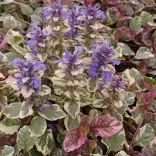 Attēlu rezultāti vaicājumam “Ajuga reptans”