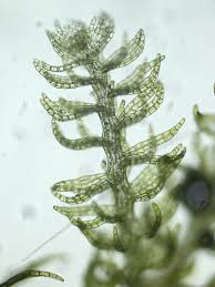 Attēlu rezultāti vaicājumam “Kurzia pauciflora”