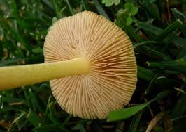 Attēlu rezultāti vaicājumam “Bolbitius vitellinus”