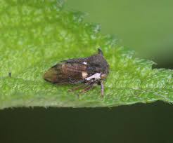 Attēlu rezultāti vaicājumam “Amaurochaete fusiformis”