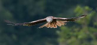 Image result for Milvus milvus