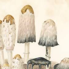 Attēlu rezultāti vaicājumam “Coprinus comatus”