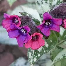 Attēlu rezultāti vaicājumam “Pulmonaria saccharata leaf”
