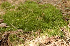 Attēlu rezultāti vaicājumam “Dicranum majus”