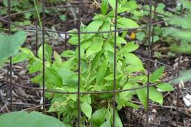 Attēlu rezultāti vaicājumam “Vaccinium angustifolium”