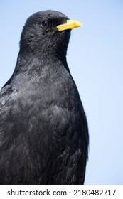 Image result for Pyrrhocorax pyrrhocorax