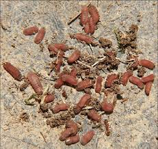 Attēlu rezultāti vaicājumam “Maculinea teleius”