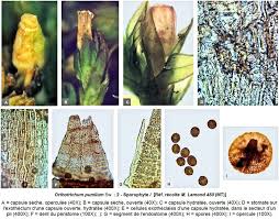 Attēlu rezultāti vaicājumam “Orthotrichum diaphanum sporophyte”