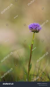 Attēlu rezultāti vaicājumam “Jasione montana leaf”