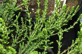 Attēlu rezultāti vaicājumam “Calluna vulgaris leaf”