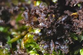 Attēlu rezultāti vaicājumam “Leptogium lichenoides”