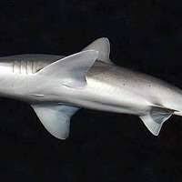 Image result for Sphyrna tiburo