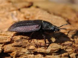 Attēlu rezultāti vaicājumam “Peltis grossa”