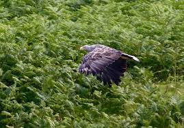 Attēlu rezultāti vaicājumam “Haliaeetus albicilla adult”