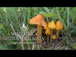 Attēlu rezultāti vaicājumam “Hygrocybe acutoconica”