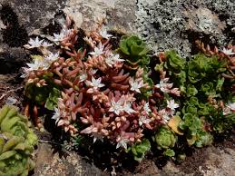 Attēlu rezultāti vaicājumam “Sedum pallidum”