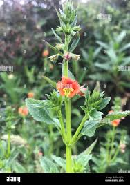 Image result for Alonsoa liniflora