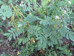 Attēlu rezultāti vaicājumam “Leguminosae”