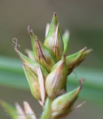 Attēlu rezultāti vaicājumam “Carex spicata”