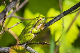 Attēlu rezultāti vaicājumam “Hyla arborea adult”