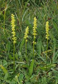 Attēlu rezultāti vaicājumam “Herminium monorchis flower”