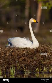 Attēlu rezultāti vaicājumam “Cygnus cygnus adult”