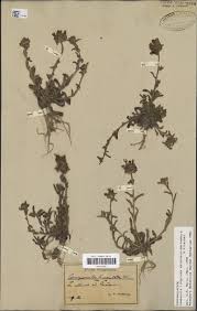 Image result for Campanula lingulata