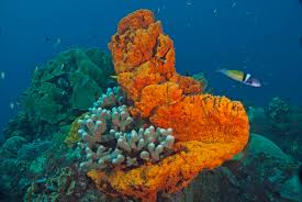 Attēlu rezultāti vaicājumam “Rabdophaga heterobia”