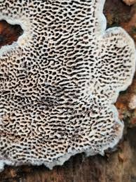 Attēlu rezultāti vaicājumam “Datronia mollis”