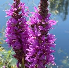 Image result for Blutweiderich