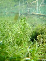 Attēlu rezultāti vaicājumam “Chara filiformis”