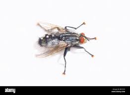 Attēlu rezultāti vaicājumam “Sarcophaga carnaria”