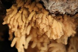 Attēlu rezultāti vaicājumam “Oligonema persimile macro”