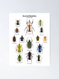 Attēlu rezultāti vaicājumam “Scarabaeidae”